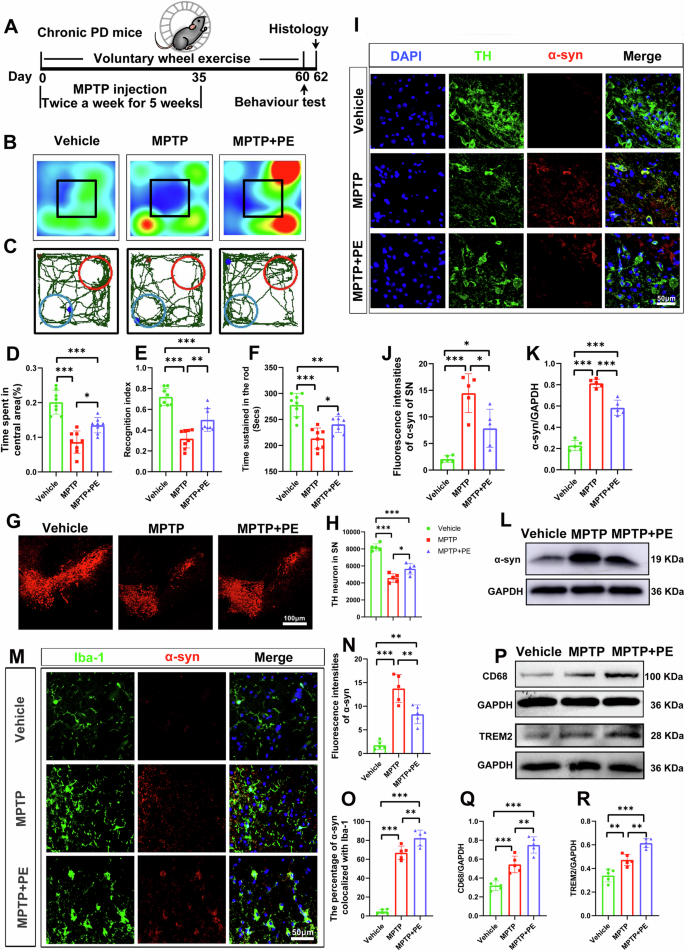 Fig. 1: Voluntary wheel exercise promotes microglial phagocytosis of α-syn, alleviates α-syn deposition and neurological function deficits of MPTP mice.
