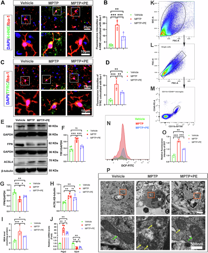 Fig. 2: Voluntary wheel exercise inhibits microglial ferroptosis of MPTP mice.