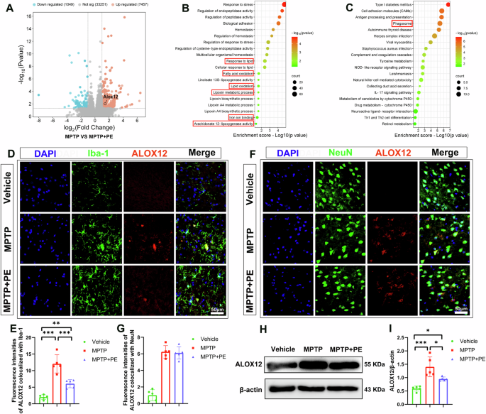 Fig. 3: Voluntary wheel exercise modulates expression of Alox12 and ferroptosis-associated signal pathway.