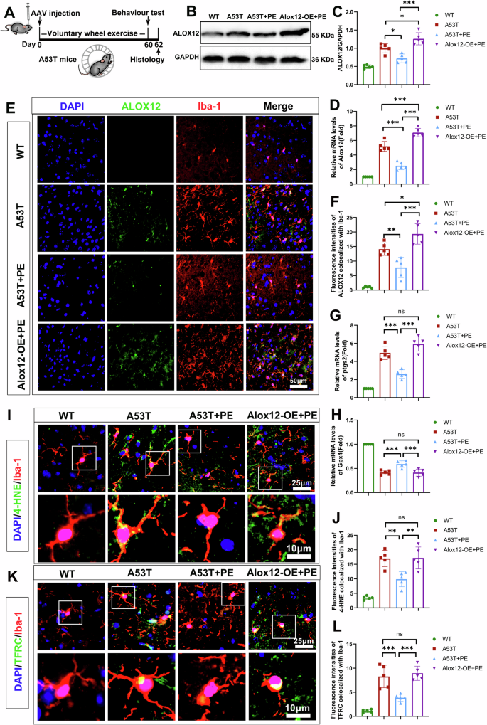 Fig. 4: Voluntary exercise modulates the expression of ferroptosis-related markers via inhibition of ALOX12 in A53T mice.