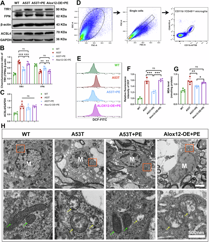 Fig. 5: Inhibition of ALOX12 is essential for exercise-promoted inhibition of microglial ferroptosis in A53T mice.