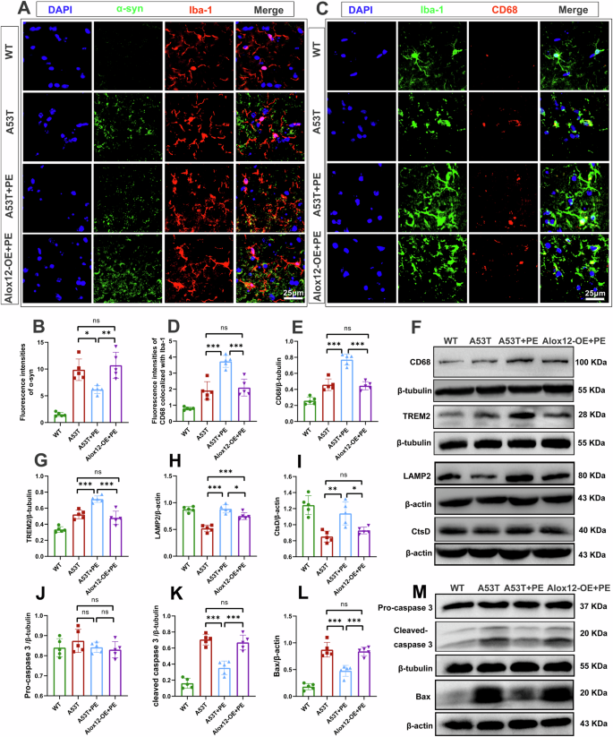 Fig. 6: Inhibition of ALOX12 is essential for exercise-promoted microglial phagocytosis and degradation of α-syn.