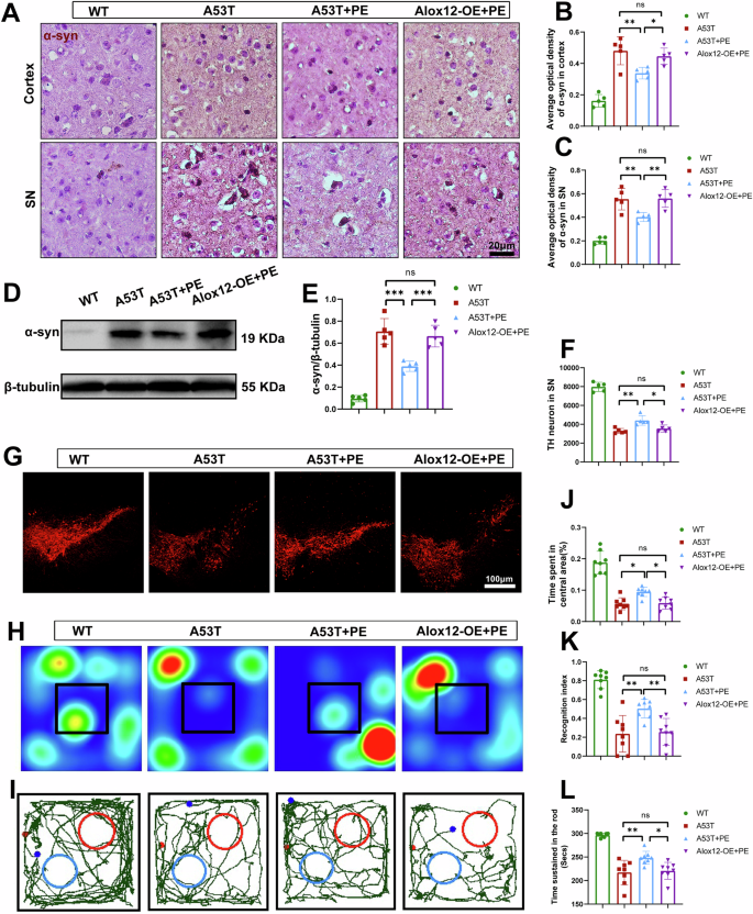 Fig. 7: Inhibition of ALOX12 is essential for exercise-promoted alleviation of α-syn deposition and neurological function deficits in A53T mice.
