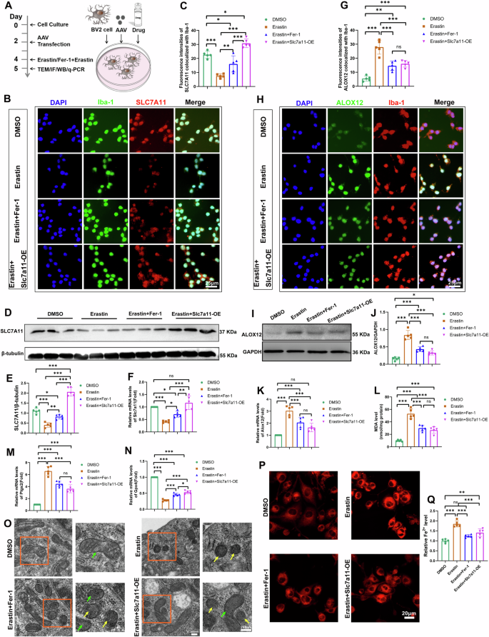 Fig. 9: SLC7A11/ALOX12 axis is essential for the inhibition of BV2 microglial ferroptosis.