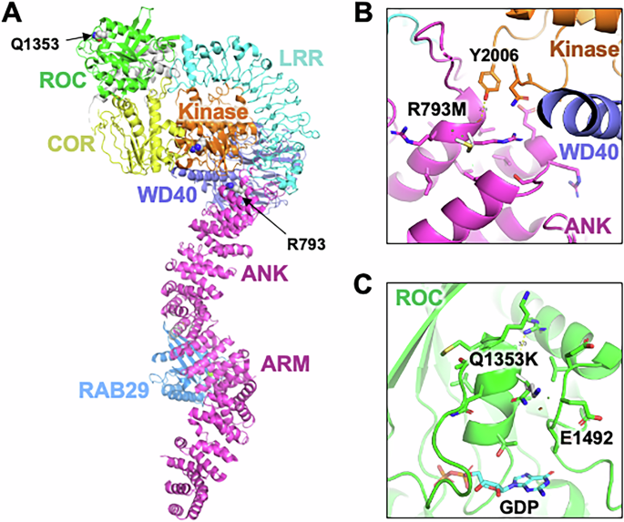 Fig. 1: Structural analysis of PD variants in LRRK2.