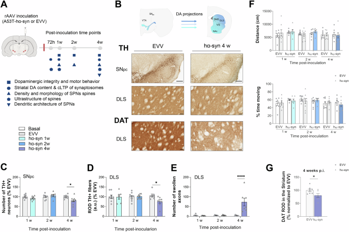 Fig. 1: Evaluation of motor behaviour and dopaminergic integrity during the premotor stage of the animal model of progressive parkinsonism.
