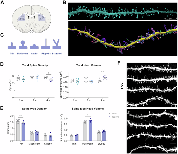 Fig. 3: SPNs dendritic spine loss and spine head remodelling only when dopaminergic neurodegeneration occurs.