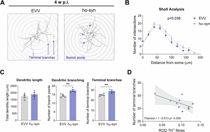 Fig. 5: Dendritic complexity and branching of SPNs are increased at 4 w p.i.