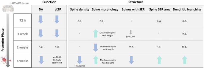 Fig. 6: Summary of the main results obtained in this study for striatal function and SPN structure at different AAV-A53T-hα-syn post-inoculation time points.