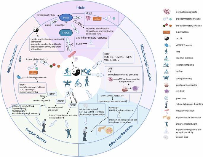 Fig. 1: Molecular mechanisms underlying exercise-induced benefits in Parkinson’s disease.