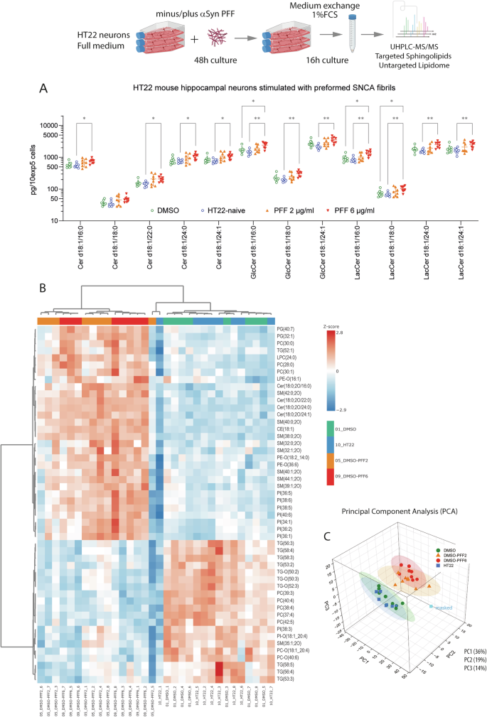 Fig. 4: Preformed alpha synuclein fibrils (αSyn-PFF) increase ceramides in HT22 cells.