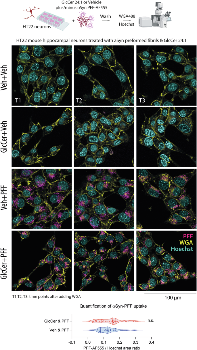 Fig. 5: Cellular uptake of preformed alpha synuclein fibrils (αSyn-PFF) in HT22 cells.
