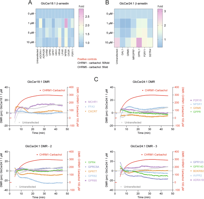 Fig. 6: GlcCer18:1 and GlcCer24:1 do not activate heterologous expressed G-protein coupled receptors.