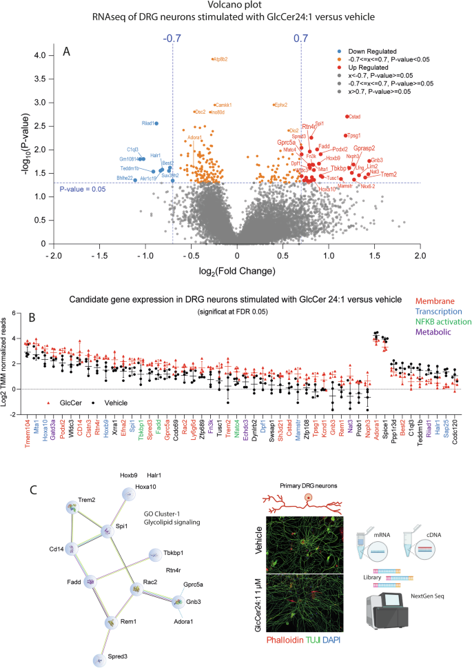 Fig. 7: GlcCer24:1 of primary neurons triggers upregulation of genes involved in GO “response to glycolipid”.