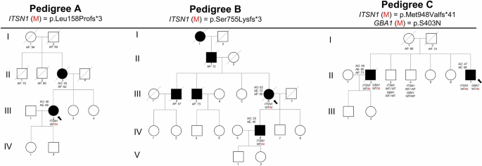 Fig. 1: Family pedigree of ITSN1 loss-of-function variant carriers.