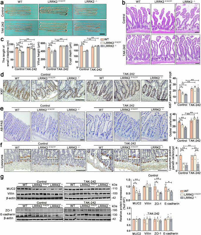 Fig. 6: Effects of TLR4 inhibitor on IECs proliferation, differentiation and intestinal barrier.