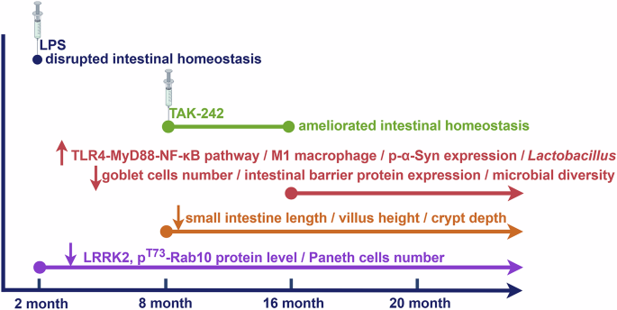 Fig. 9: Dynamic changes of small intestinal homeostasis in LRRK2R1627P rats from young to old.