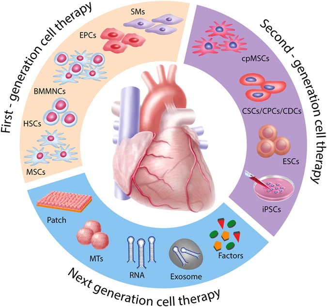 Potential cardiac regenerative therapies.