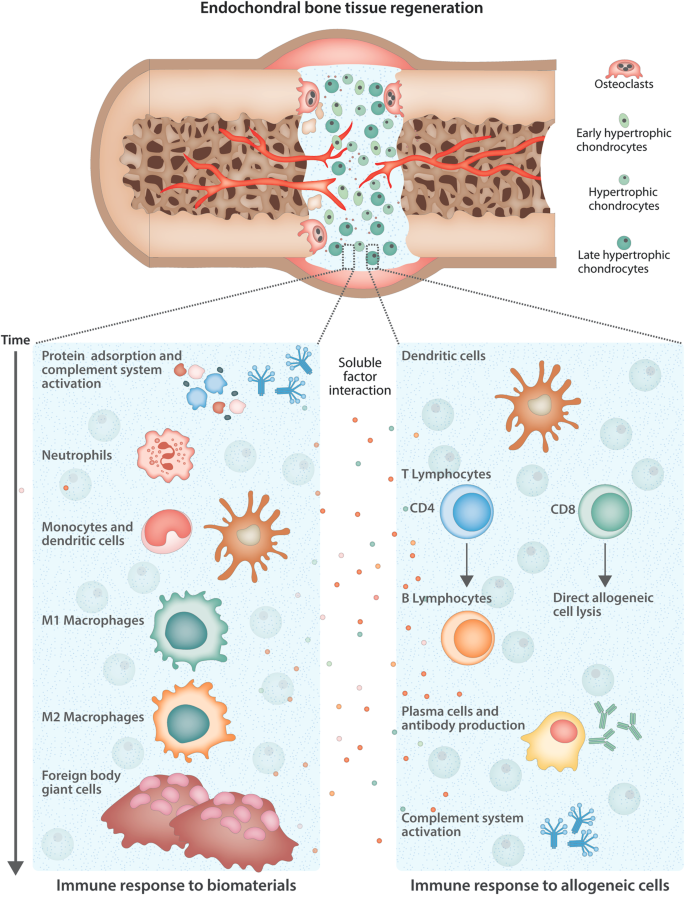 The Impact Of Immune Response On Endochondral Bone Regeneration Npj Regenerative Medicine The Impact Of Immune Response On Endochondral Bone Regeneration Npj Regenerative Medicine