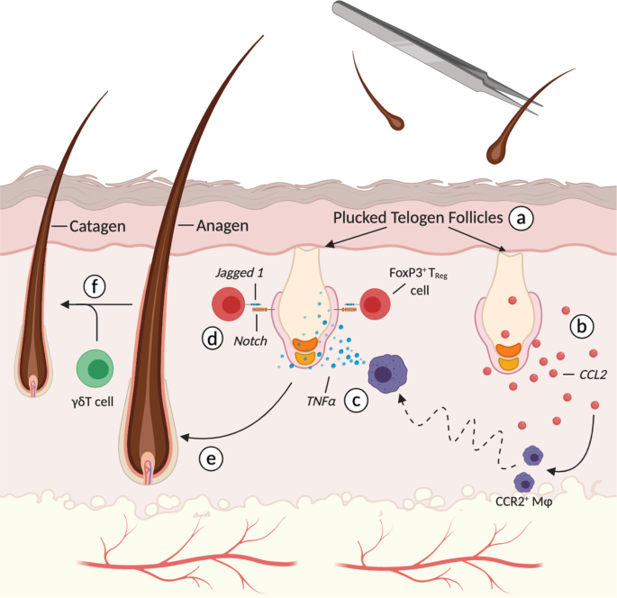 Immune modulation of hair follicle regeneration | npj Regenerative Medicine