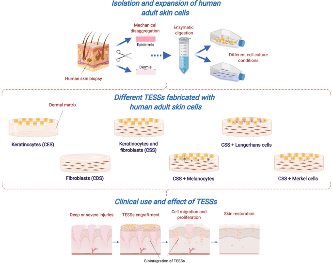 Cellular Human Tissue Engineered Skin Substitutes Investigated For Deep And Difficult To Heal Injuries Npj Regenerative Medicine