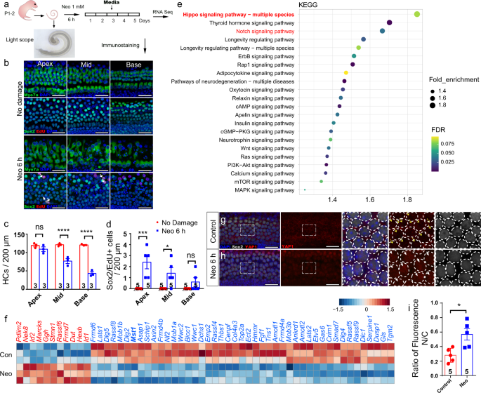 Fig. 1: Hippo signaling is involved during post-injury and self-repair processes in damaged neonatal mammalian cochleae in vitro.