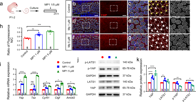 Fig. 2: Turning off Hippo signaling induces YAP nuclear accumulation and subsequent interaction with its target genes.