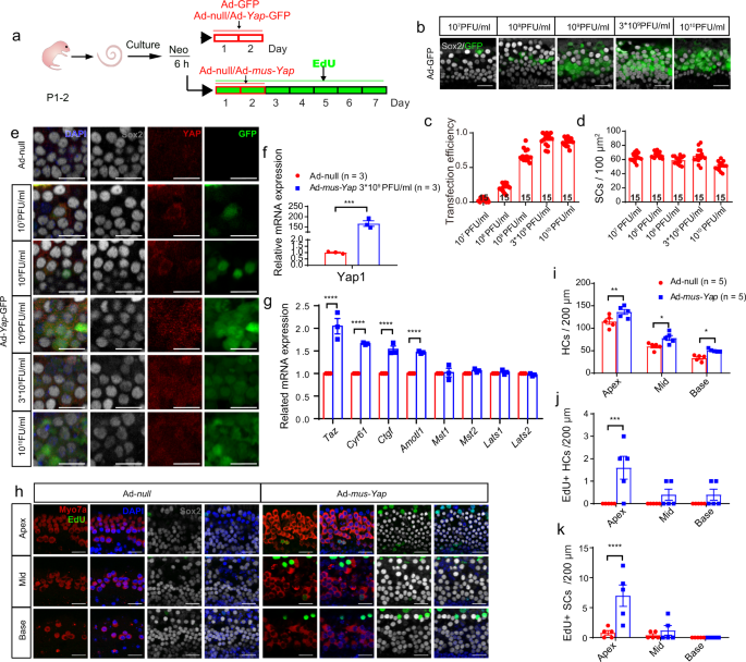 Fig. 6: Overexpression of YAP initiated supernumerary HCs.