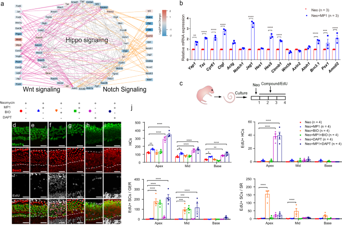 Fig. 7: Notch pathway inhibition works synergistically with Hippo-off to promote HC regeneration.