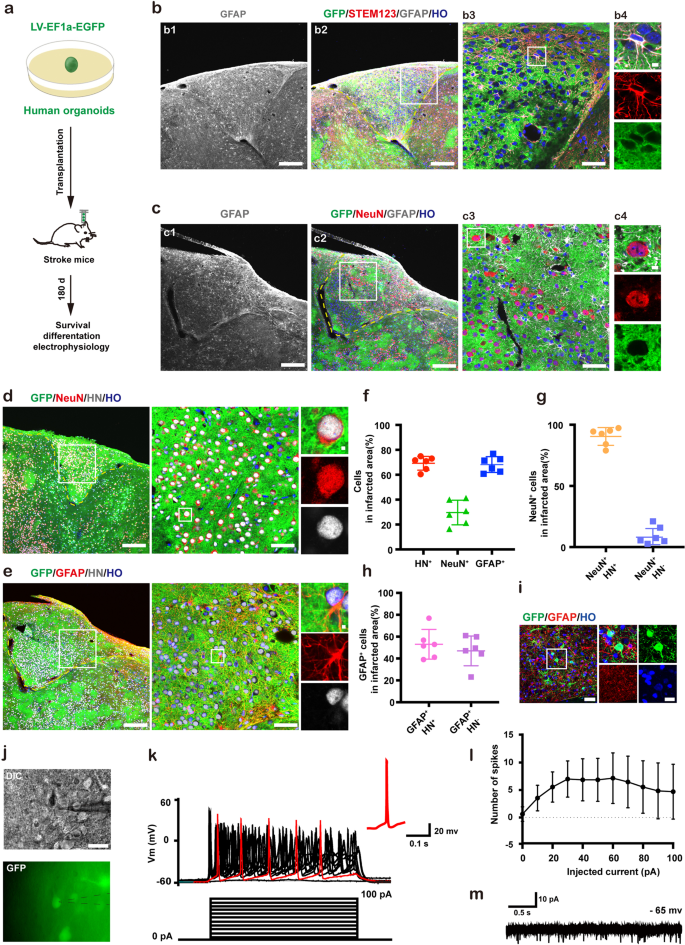 Fig. 2: Survival and differentiation and functions of grafted human cerebral organoids in the infarct core of stroke mice.