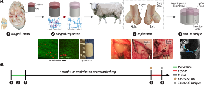 Integrative cartilage repair using acellular allografts for engineered structure and surface lubrication in vivo