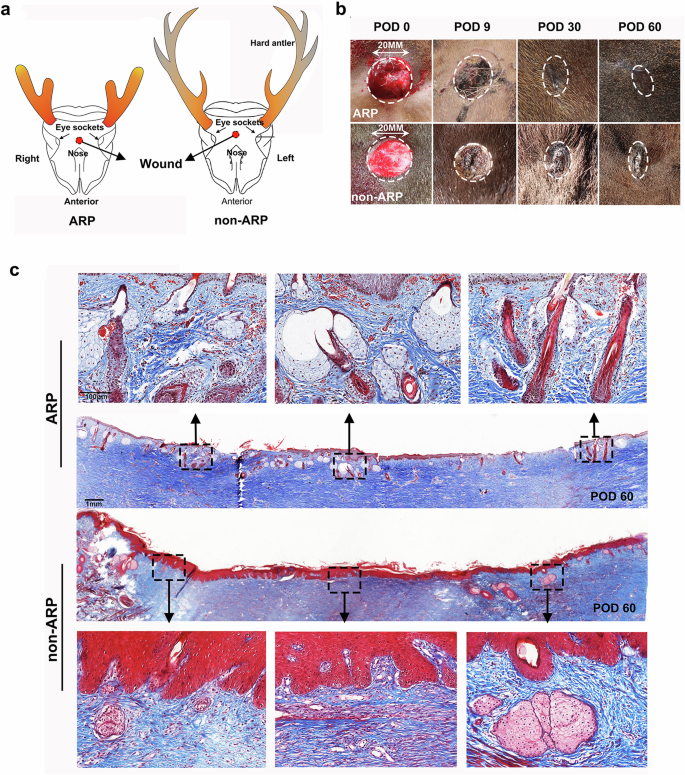 Fig. 1: Morphological and histological observation during the course of forehead skin healing in adult sika deer in antler regeneration period (ARP) and antler non-regeneration period (non-ARP).