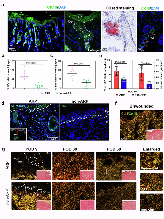 Fig. 2: Deer forehead skin exhibits regenerative healing after wounding during ARP.