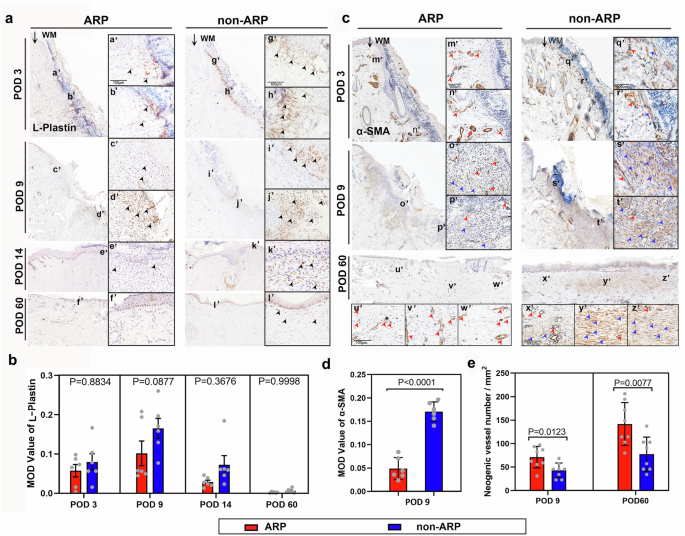 Fig. 3: Molecular hallmarks during the course of healing of ARP- and non-ARP wounds.