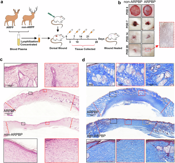 Fig. 4: Morphological observation and histological assessment of the effects of deer blood plasma from ARP (ARPBP) and non-ARP (non-ARPBP) on cutaneous wound healing.