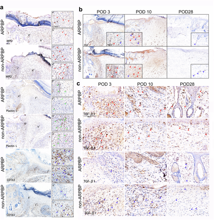 Fig. 6: Immunohistochemical (IHC) staining.