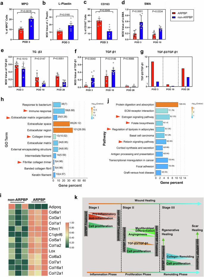 Fig. 7: Molecular hallmarks during the course of healing in ARPBP- and non-ARPBP-treated wounds.