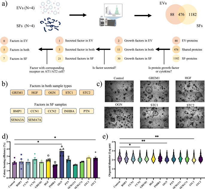 Fig. 2: A proteomics-guided drug discovery strategy identifies osteoglycin to induce organoid formation.