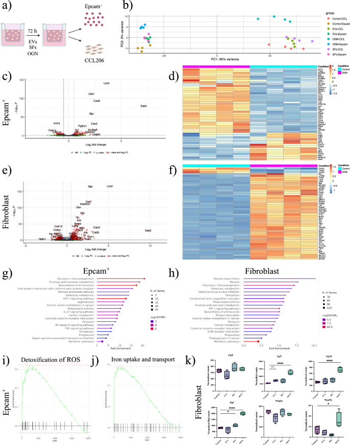 Fig. 5: Osteoglycin enhances gene expression for epithelial cell ROS defense mechanisms and increases growth factor expression in fibroblasts.