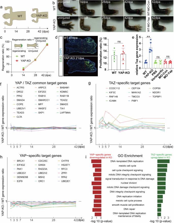 Fig. 1: Genetic compensatory response contributed to limb regeneration.