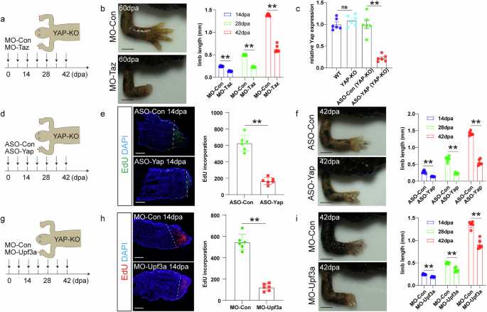 Fig. 2: Activation of Taz by nonsense Yap mRNA via Upf3a contributes to normal limb regeneration in YAP-KO animals.