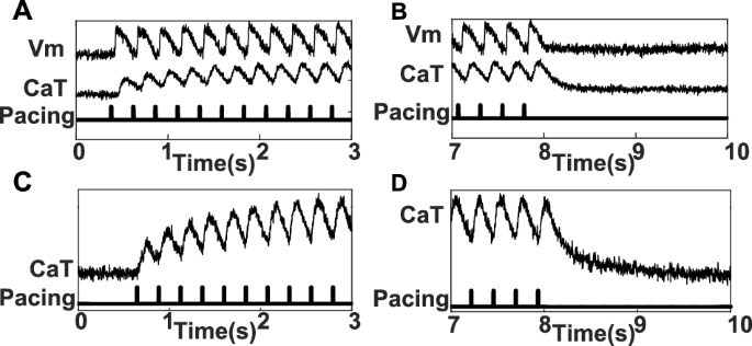 Fig. 5: Rapid pacing challenge (4 Hz) of the slice shown in Fig. 4 (A, B) and an isolated in vitro spheroid (C, D).