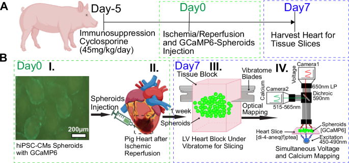 Fig. 6: Study protocol.