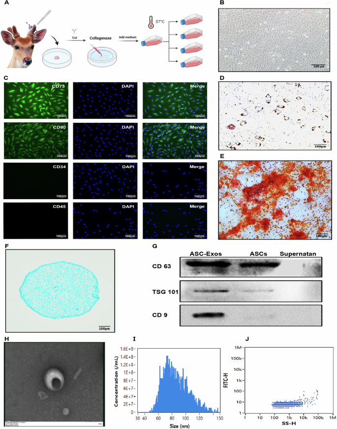 Fig. 1: Isolation and characterization of ASCs and ASC-derived exosomes (ASC-Exos) from deer antler tissue.