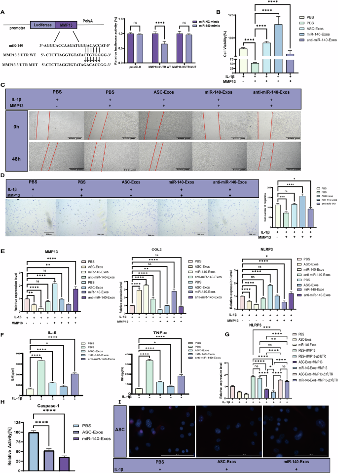 Fig. 4: ASC-Exos attenuates OA progression through miR-140-mediated MMP13 suppression.