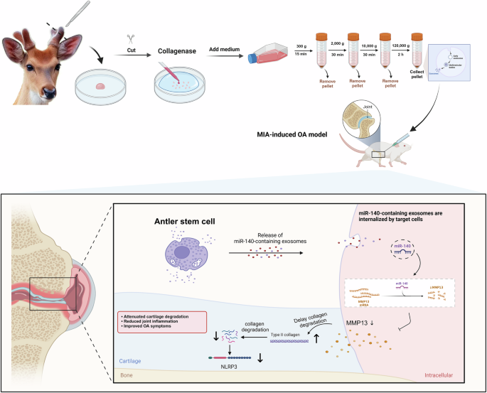 Fig. 6: miR-140-engineered ASC-Exos derived from antler stem cells mitigate cartilage degradation and inflammation in MIA-induced OA models.
