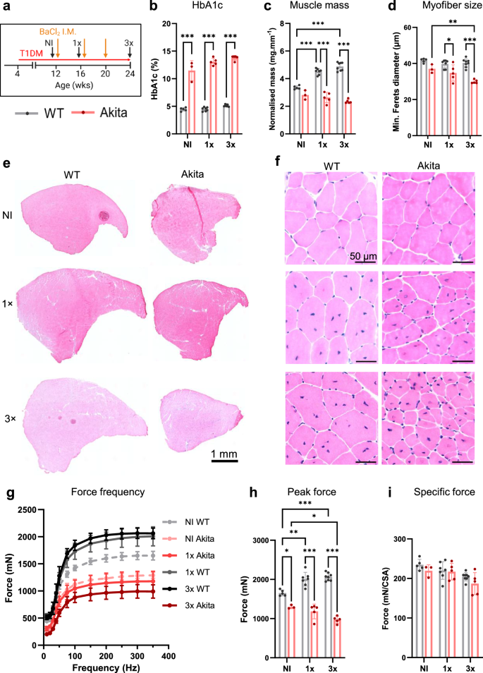 Fig. 1: Repeated muscle injury leads to impaired regeneration and poor muscle force generating capacity in Akita mice.