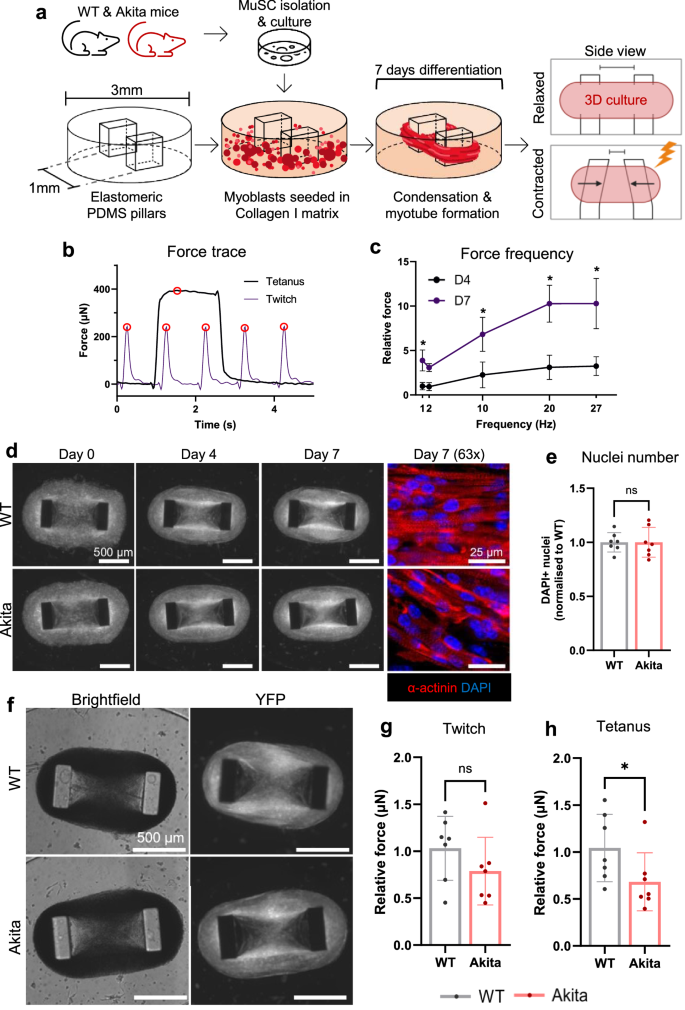 Fig. 4: Muscle stem cells isolated from Akita mice retain poor force production in 3-D myotube culture.