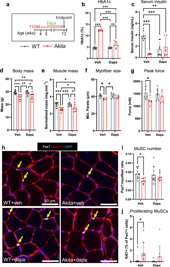 Fig. 6: Dapagliflozin treatment rescues hyperglycemia and muscle stem cell number in Akita mice.