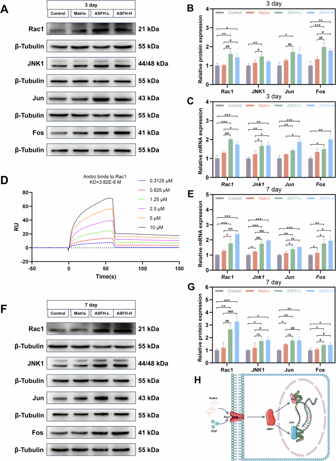 Fig. 11: Gene and protein level expression of Rac1/JNK1/Jun/Fos signaling pathway.